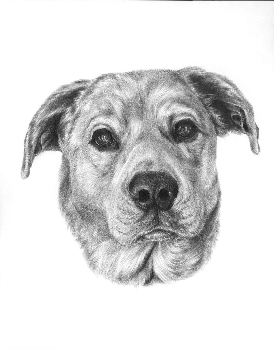 Dog 2023