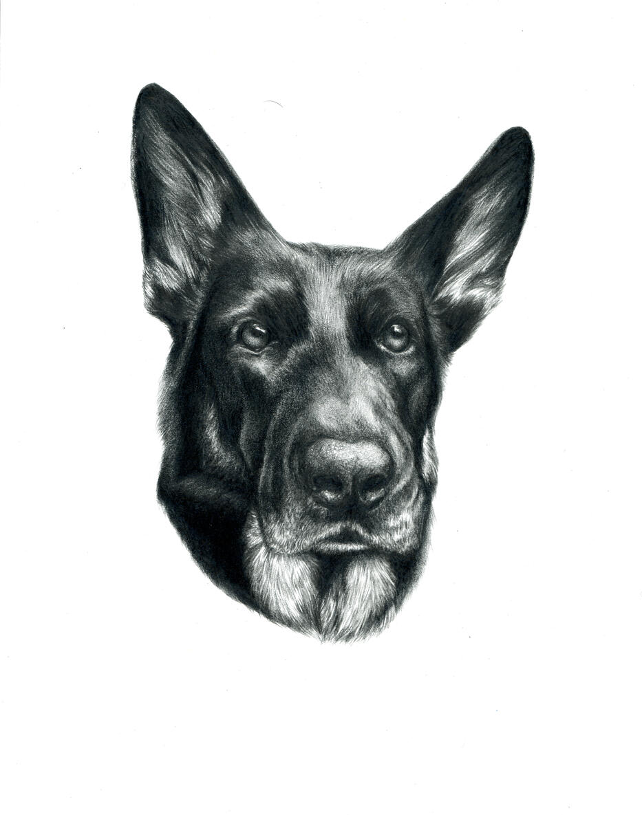 Dog 2025