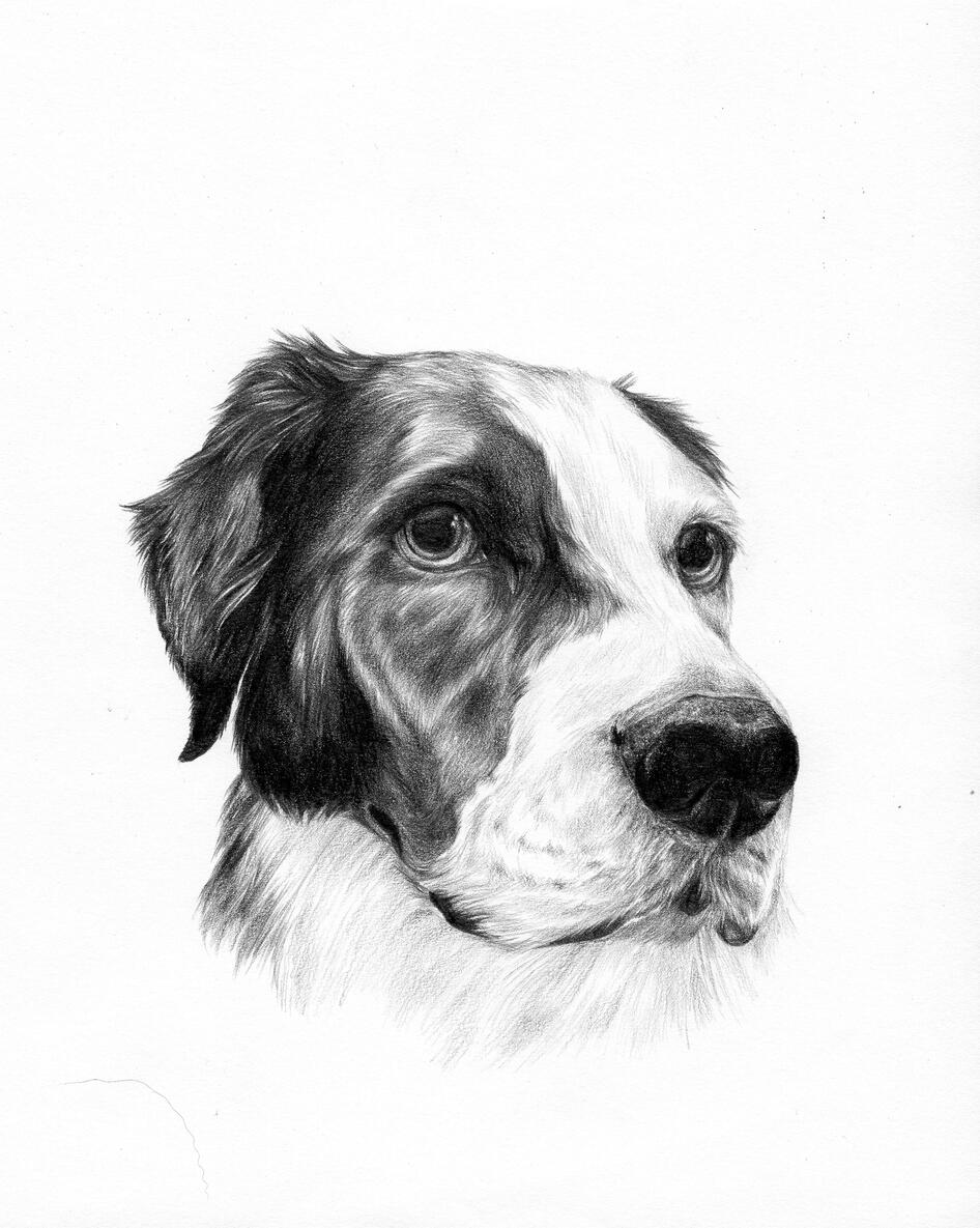 Dog 2022