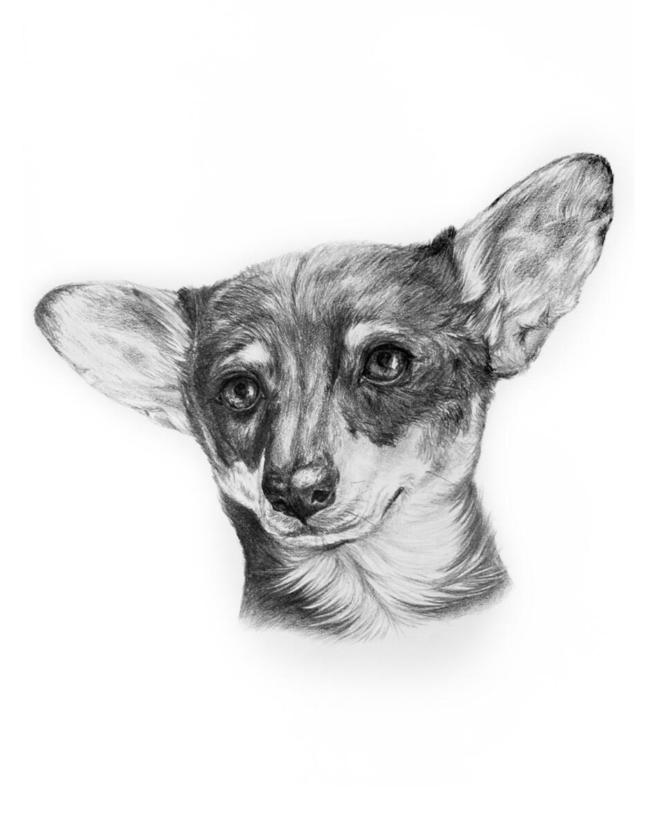 Dog 2019