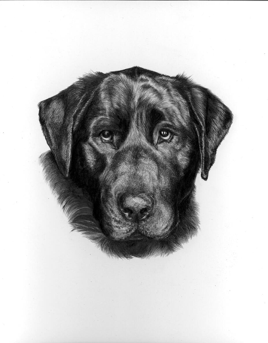 Dog 2025