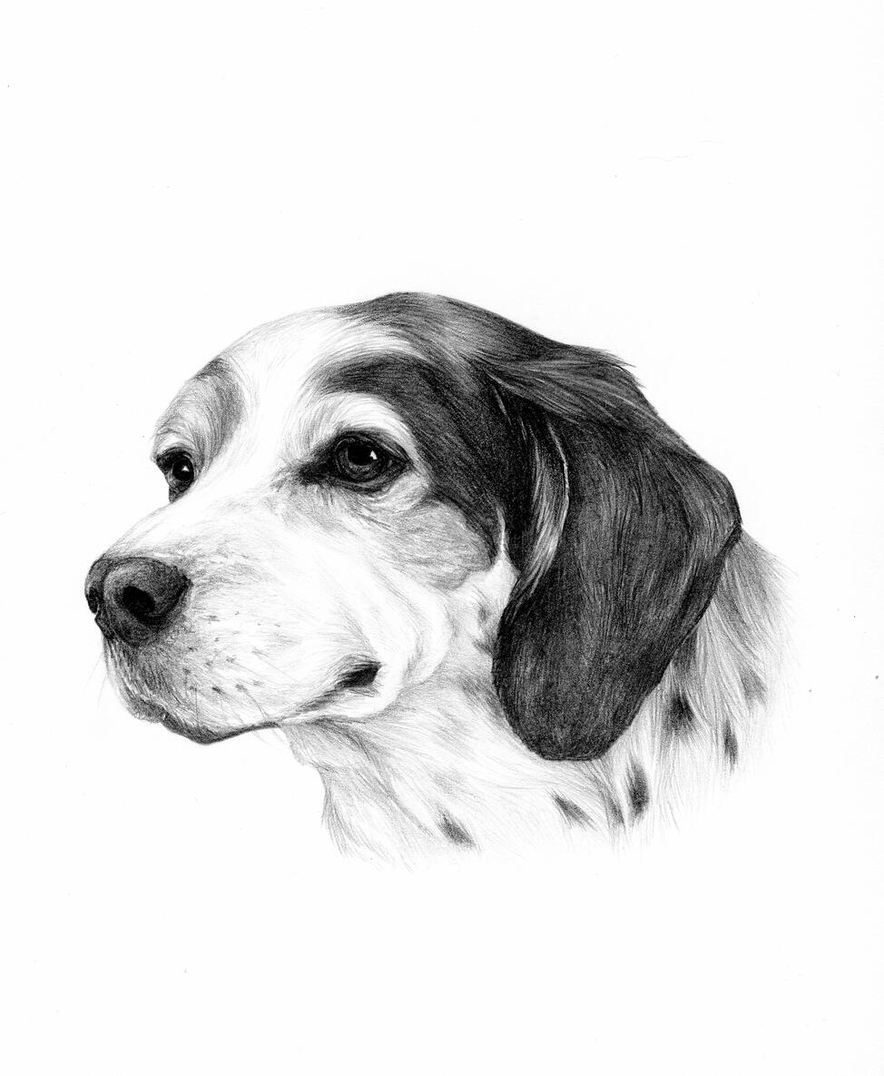 Dog 2022