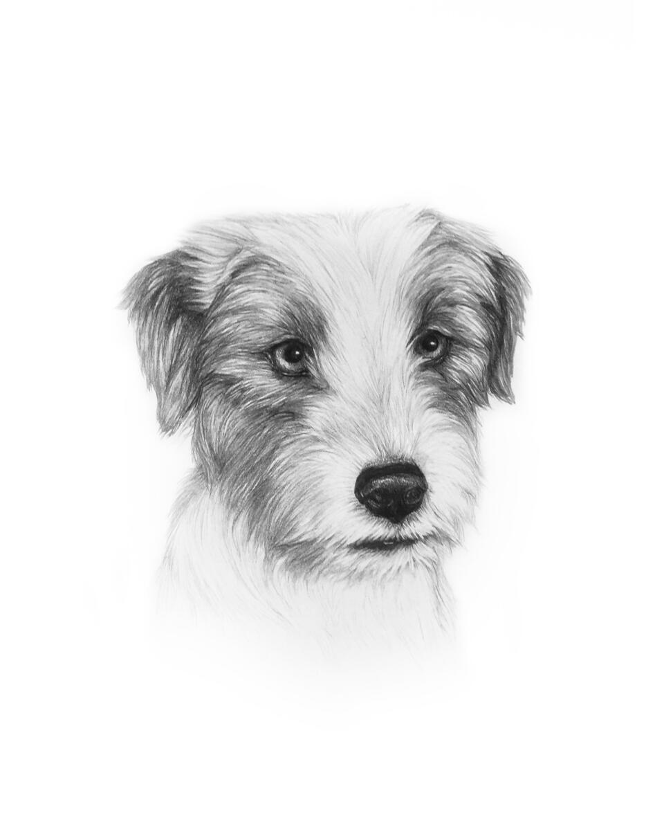 Dog 2019