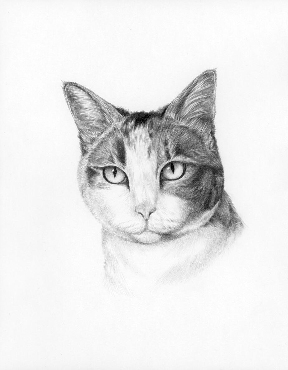 Cat 2023
