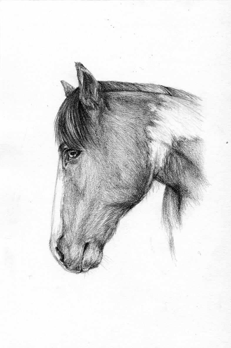 Horse 2021