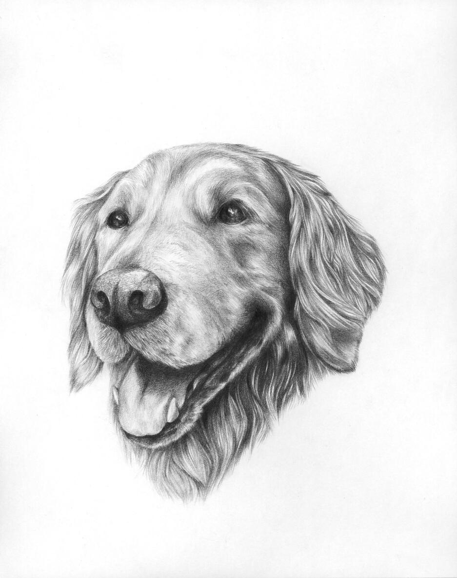 Dog 2023