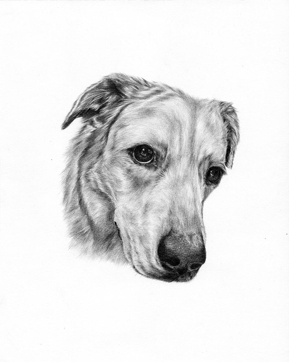 Dog 2022