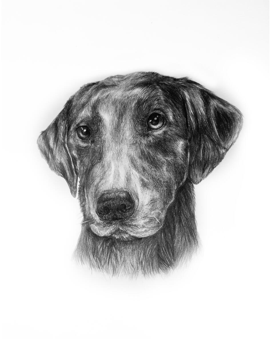 Dog 2019