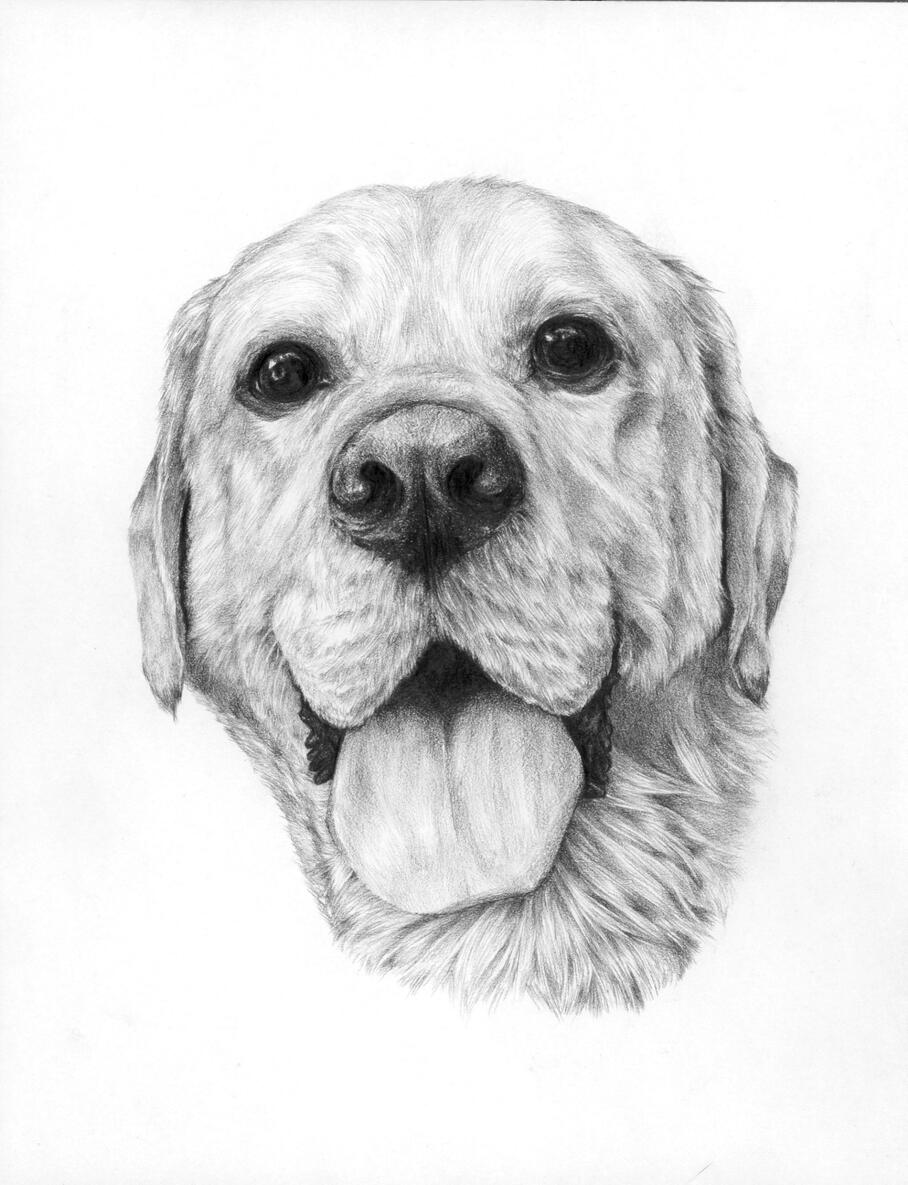 Dog 2023